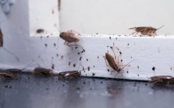 Home pest infestation