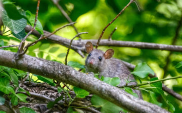 pests in the garden