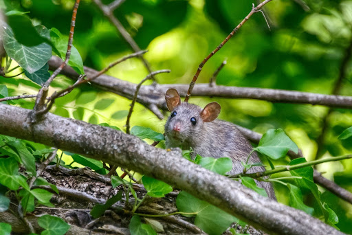 pests in the garden