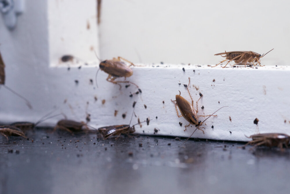 How Your Plumbing Problem Might Be the Cause of a Pest Infestation