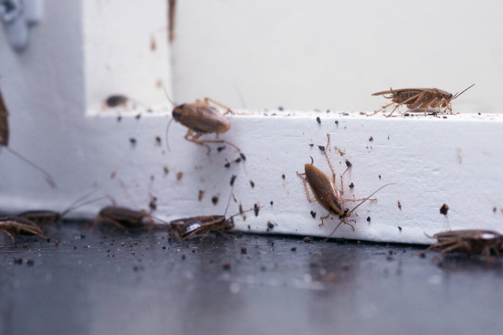 Home pest infestation