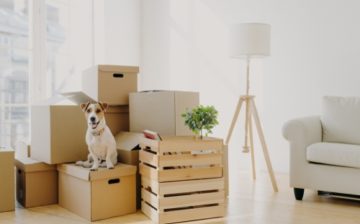 Pile of boxes with a dog waiting patiently as a tenant reaches moving day