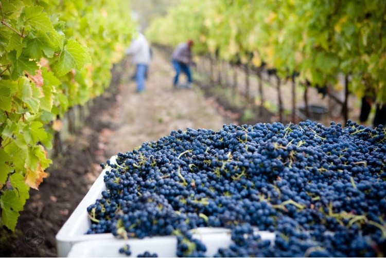 vineyards and wine
