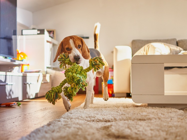 How to Pet-Proof Your Home Before a Pet Adoption