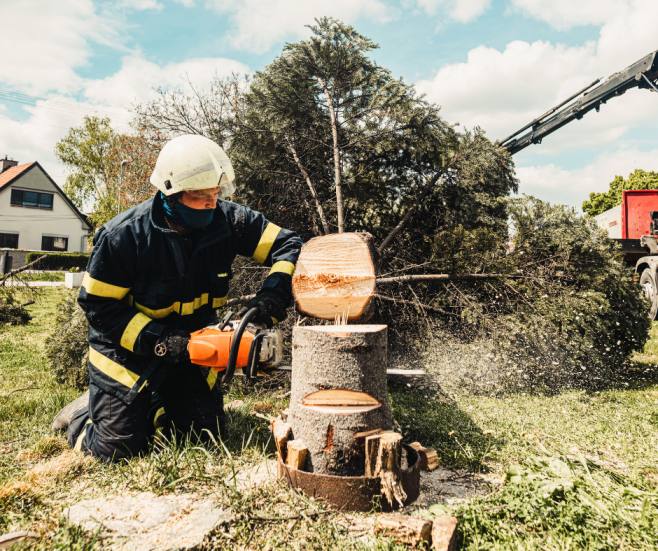 cutting down trees in your property