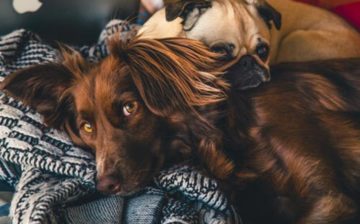 two dogs laying