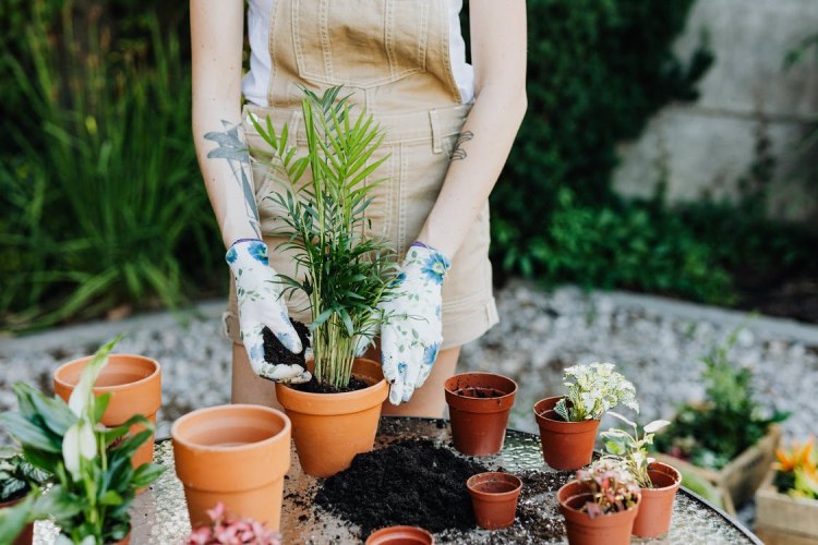 Low-Maintenance Landscaping Ideas for Your Austin Home