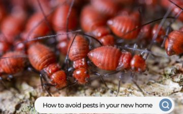 avoid pests in your new home