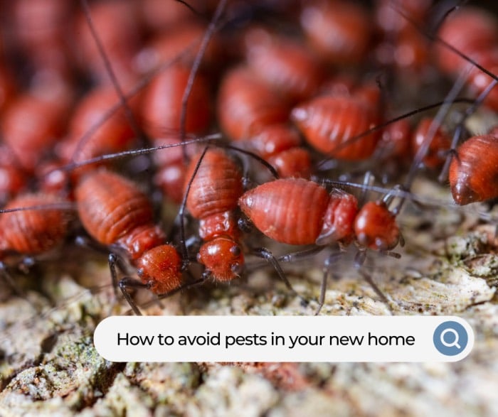 avoid pests in your new home