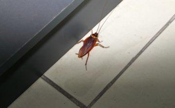 pests in commercial property