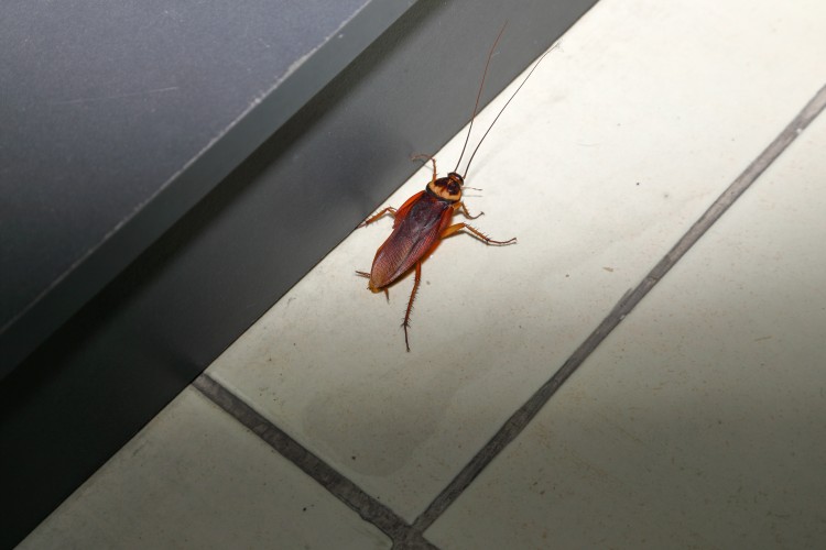 pests in commercial property
