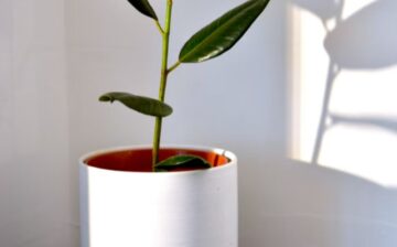 Move Your Houseplants to Your New Home