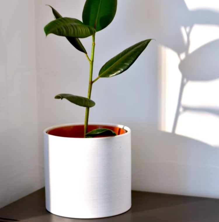 Move Your Houseplants to Your New Home