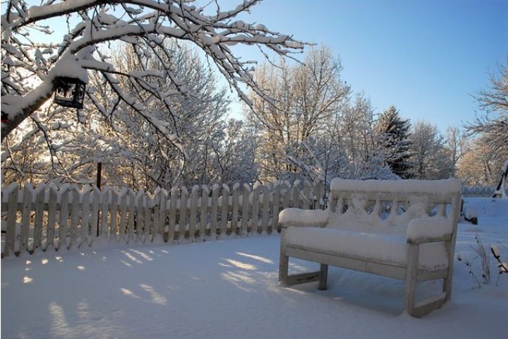 Garden In The Winter