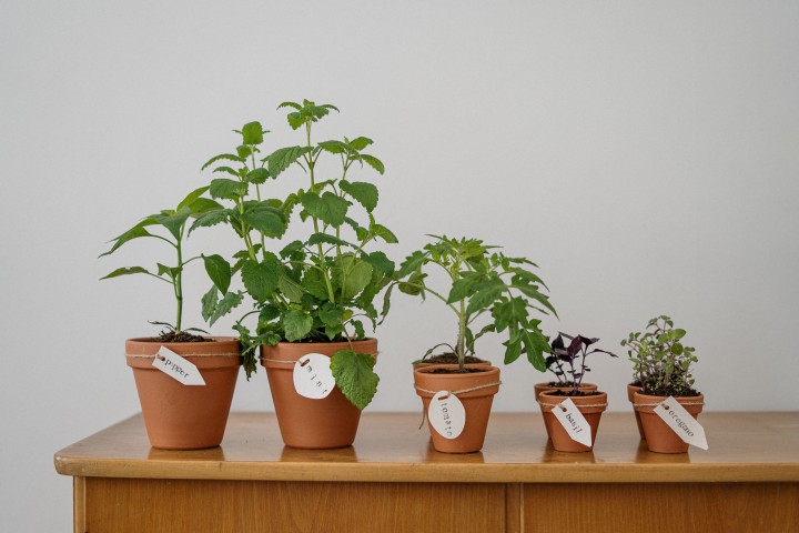 Tips for Growing Indoor Houseplants in Low Light Conditions