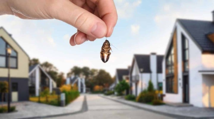 Pest Proof Your New House