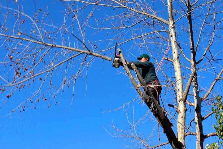 Landscape Your Trees