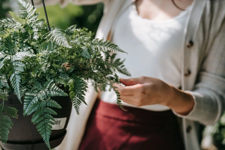 Vertical Garden