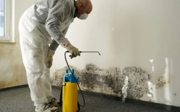 mold removal