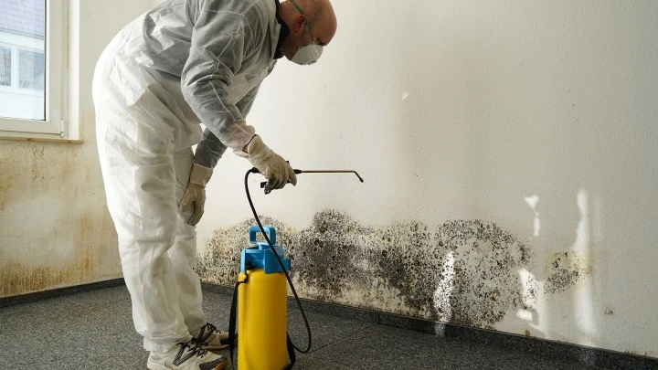 mold removal