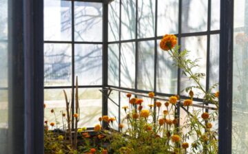 greenhouse with flowers inside