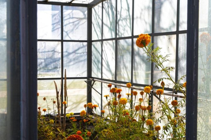 greenhouse with flowers inside