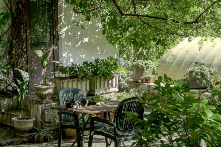 garden with plants