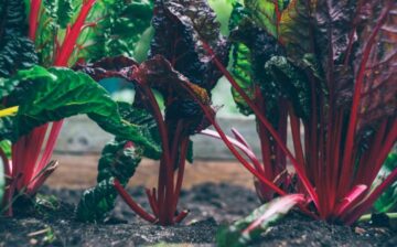 beets planted in the ground