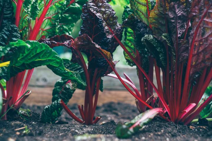 beets planted in the ground