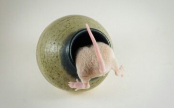 rat getting into a hole