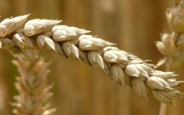 wheat spike