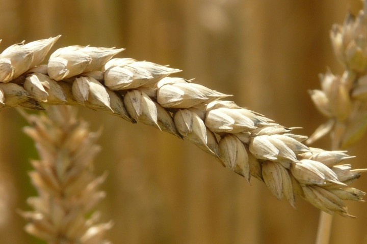 wheat spike