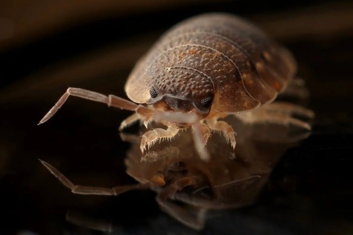 plague infection in your room