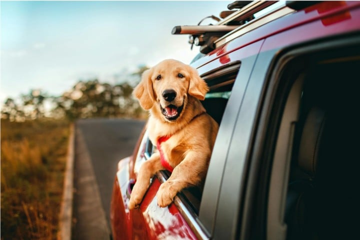 moving by car with dog