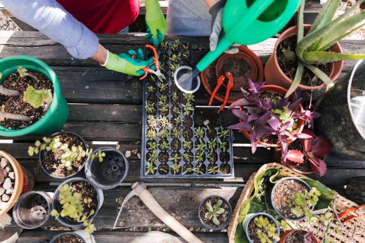 male female gardener watering seedling plants