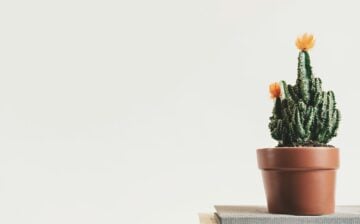 cactus plant placed on a book