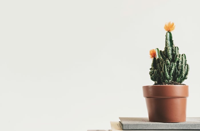cactus plant placed on a book